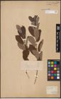 Foto von Salix cinerea L.
